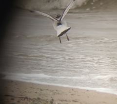 Hydrocoloeus minutus