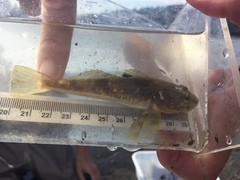 Leptocottus armatus