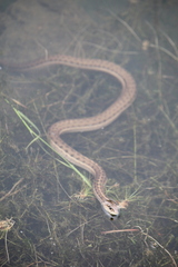 Thamnophis elegans vagrans