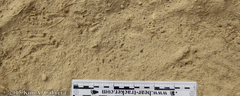Anaxyrus boreas