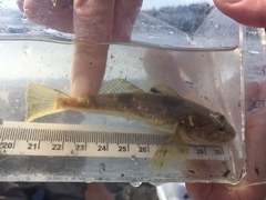 Leptocottus armatus