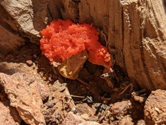 Tubifera ferruginosa