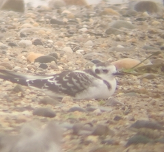 Hydrocoloeus minutus