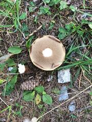 Suillus viscidus
