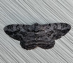 Anavitrinella pampinaria