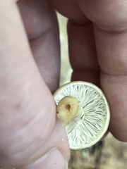 Agrocybe