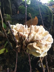 Hericium cirrhatum