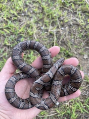 Lampropeltis triangulum