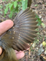 Myrmoborus leucophrys