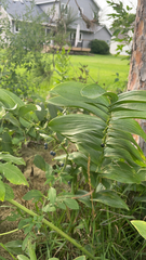 Polygonatum biflorum