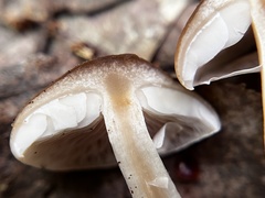 Agrocybe