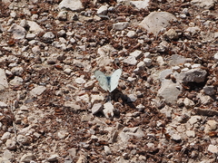 Pierinae