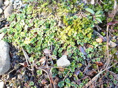 Azorella hydrocotyloides