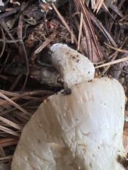 Lactifluus piperatus