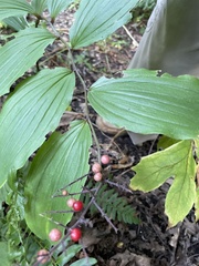 Maianthemum racemosum