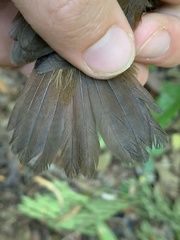 Myrmoborus leucophrys