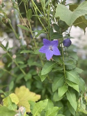 Platycodon