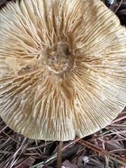 Lactifluus piperatus