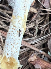 Lactifluus piperatus