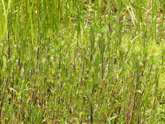 Jaegeria bellidiflora