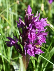 Dactylorhiza