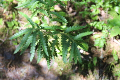 Comptonia peregrina