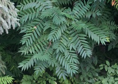 Rhus glabra