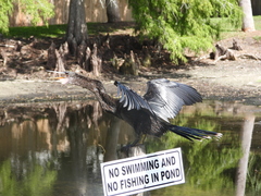 Anhinga anhinga