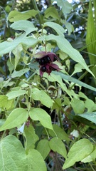 Leycesteria formosa