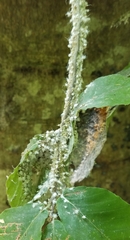 Grylloprociphilus imbricator