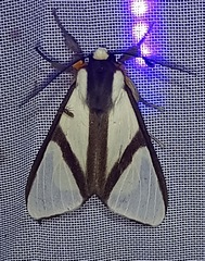 Turuptiana obliqua