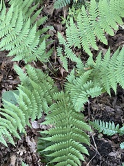 Dryopteris marginalis