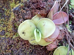 Pinguicula moranensis
