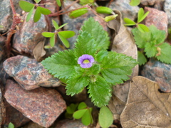 Stemodia verticillata