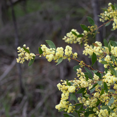 Acacia myrtifolia