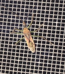 Zelus renardii