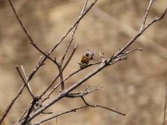 Anthophora fulvodimidiata
