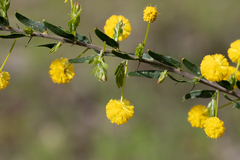 Acacia paradoxa