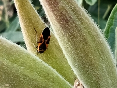 Lygaeus kalmii