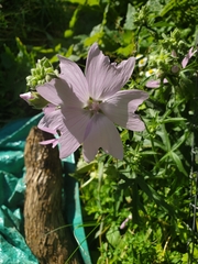 Malva moschata