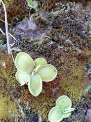 Pinguicula moranensis