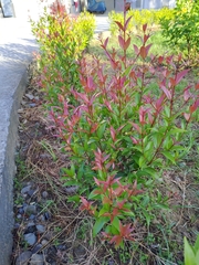 Syzygium myrtifolium