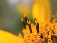 Heliopsis helianthoides
