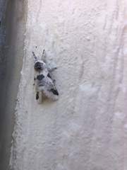 Furcula scolopendrina