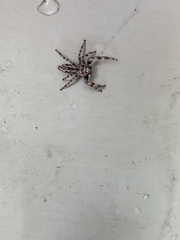 Platycryptus undatus
