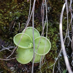 Pinguicula moranensis