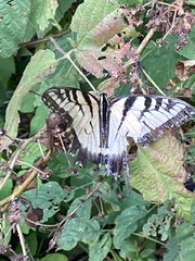 Papilio