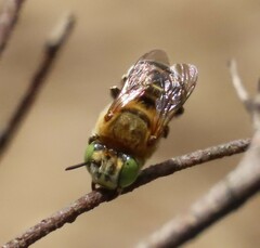 Anthophora fulvodimidiata