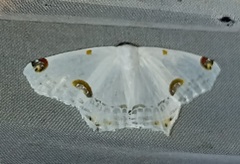 Sericoptera mahometaria
