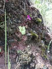 Pinguicula moranensis